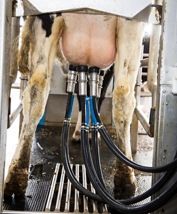 Robot de muls vaci BouMatic Gemini UP cu un post [3]