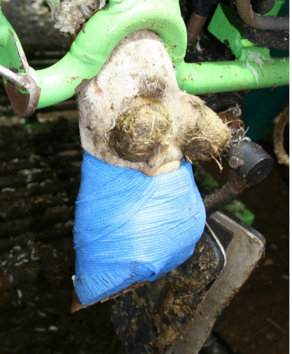 Rola bandaj adeziv elastic 10cm x 4,5m pentru ingrijirea si tratamentul ongloanelor, Allredo REDO-FLEX [2]