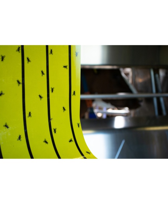 Rola hartie galbena adeziva pentru muste, Knock Off FlyRoll [4]