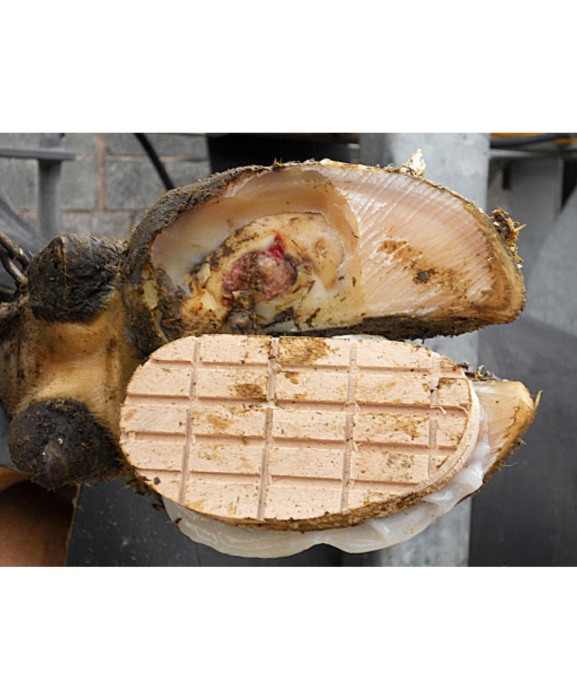 Sabot lemn pentru ongloane, CowDream [3]