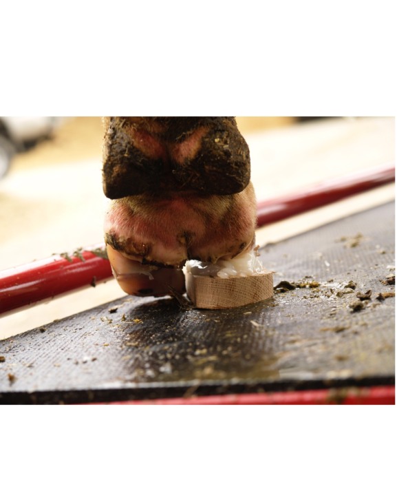 Sabot lemn pentru ongloane, CowDream [3]
