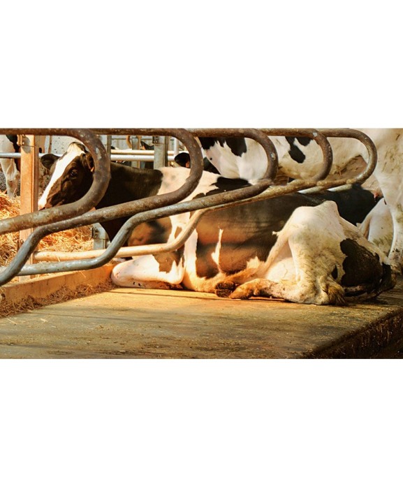 Saltea de odihna pentru vaci, din cauciuc granulat, Bioret LOUISIANE, 40mm grosime [2]