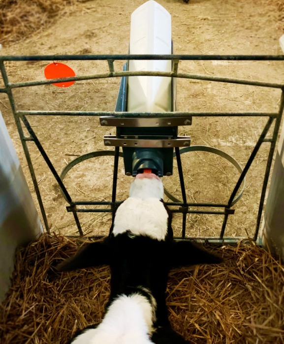 Sistem alaptare vitei Milk Bar Vitality, set 5 kituri complete [5]