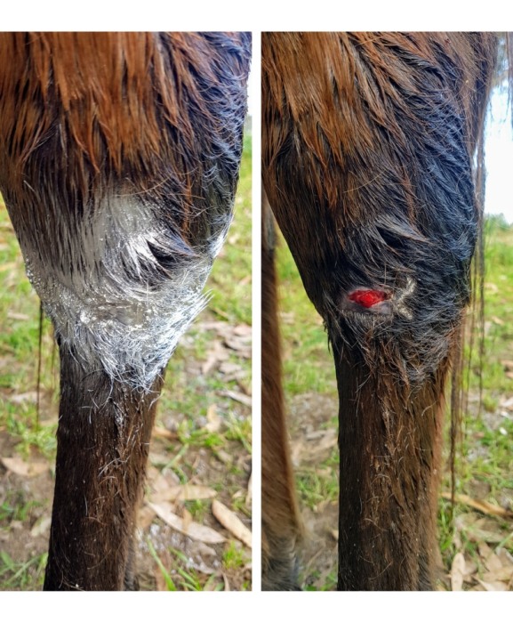 Spray aluminiu de uz veterinar pentru protectia ranilor, Excellent, tub 200 ml [4]