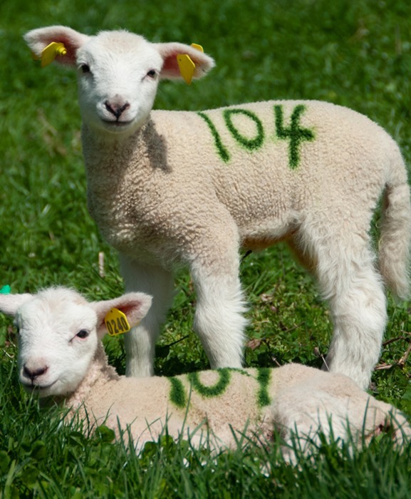 Spray vopsea pe baza de apa, cu uscare rapida, pentru marcarea animalelor, All-Weather Quickshot [4]