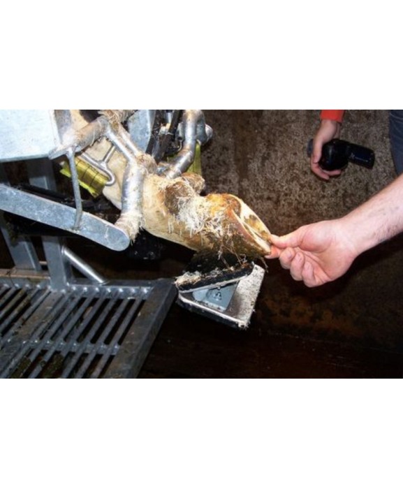 Stand trimaj ongloane vaci KVK 650-SP0 [8]