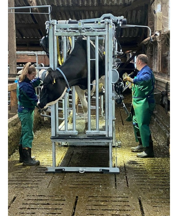 Stand trimaj ongloane vaci KVK 650-SP3, complet automatizat [5]