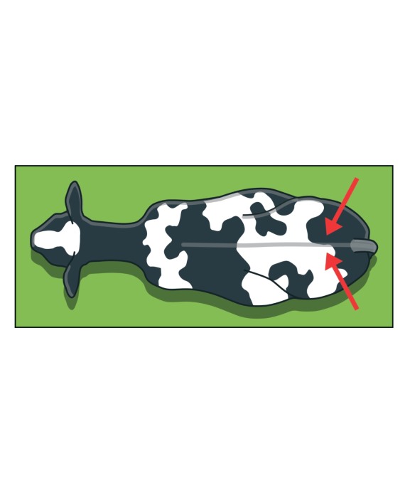 Stickere detectare calduri vaci, Ambic AiAlert [4]