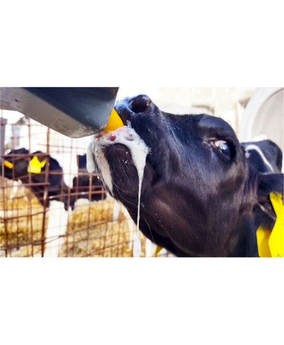 Tetine Milk Bar cu orificiu special, galbene, pentru colostru vitei, set 10 bucati [6]