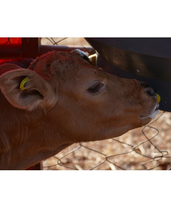 Tetine Milk Bar cu orificiu special, galbene, pentru colostru vitei, set 10 bucati [8]