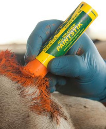 Batoane vopsea temporara pentru marcarea animalelor, All-Weather Paintstick, cutie 12 bucati [1]