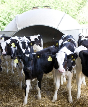 Boxa comuna vitei tip iglu, H&L, din fibra de sticla [2]