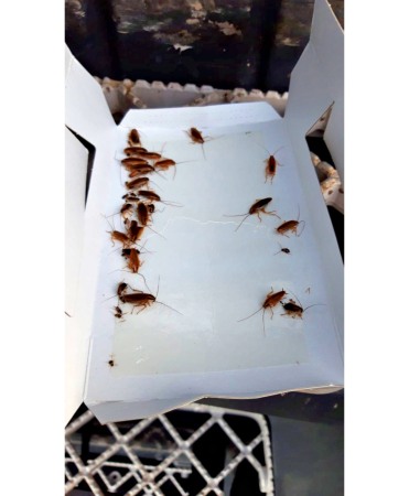 Capcana cu adeziv pentru gandaci, Knock Off Insect Trap [6]