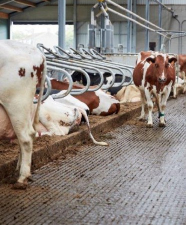 Cuseta beton pat cald, Cobefa Deep Litter Box, H17 [8]