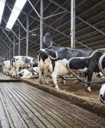 Cuseta beton pat cald, Cobefa Deep Litter Box, H17 [5]