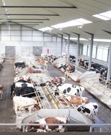 Cuseta beton standard, Cobefa Standard Lying Box, H23 [2]