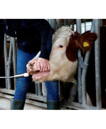 Dispozitiv pentru introducerea bolusurilor ruminale de dimensiuni mari in vaci [2]