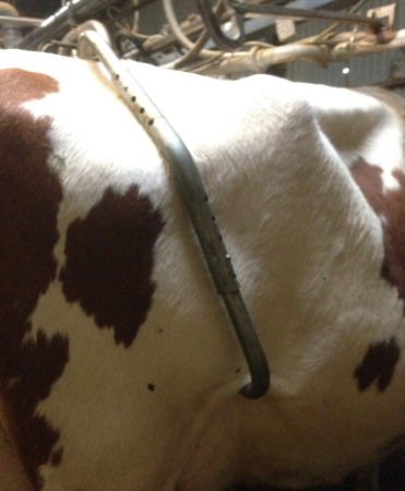 Dispozitiv reglabil impotriva lovirii cu piciorul la vaci, Vink [2]