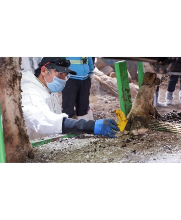 Etalon ongloane Demotec [2]