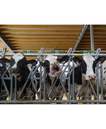 Dotari ferma - Front furajare autoblocant, Jourdain  Safety IV, ajustabil