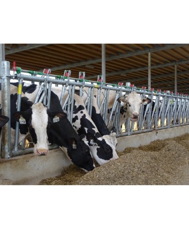 Front furajare autoblocant, Jourdain  Safety IV, ajustabil [4]