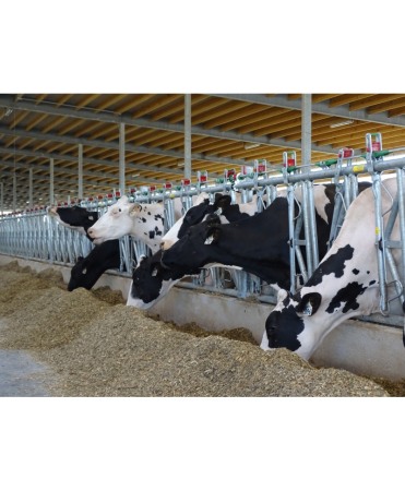 Front furajare autoblocant, Jourdain  Safety IV, ajustabil [3]