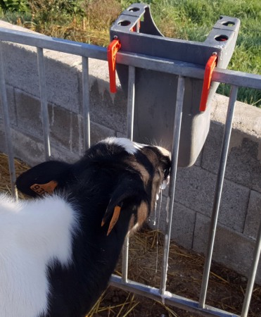 Galeata cu tetina pentru alaptarea viteilor, Milk Bar, 8l, cu carlige de fixare Ezi Lock [1]