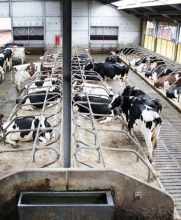 Gratar beton, Cobefa Bovi-Pro, H18 [10]