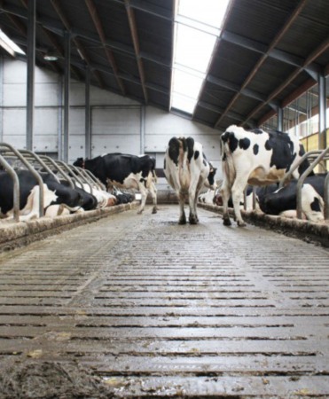 Gratar beton, Cobefa Bovi-Pro, H18 [4]