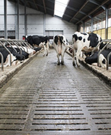 Gratar beton, Cobefa Bovi-Pro, H18 [5]