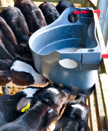 Hranitoare comuna vitei cu 10 tetine, Milk Bar, 60l cu carlige de fixare Ezi Lock [2]