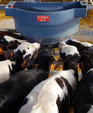 Hranitoare comuna vitei cu 6 tetine, Milk Bar, 36l cu carlige de fixare Ezi Lock [4]