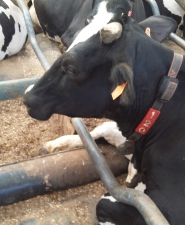 Limitator de capat pentru cusete, cu perna de apa, Bioret AQUA BOARD [4]