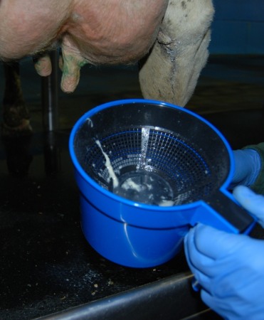 Pahar colectare primele jeturi lapte, Ambic [2]