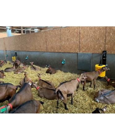 Perie scarpinat animale mecanica, oscilanta, EasySwing Midi [8]