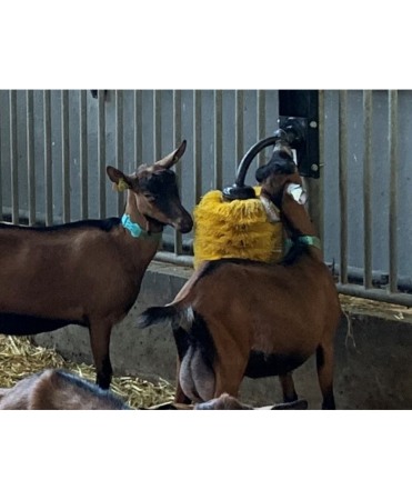 Perie scarpinat animale mecanica, oscilanta, EasySwing Mini [8]