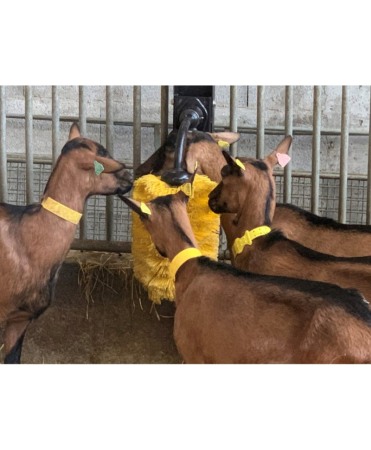 Perie scarpinat animale mecanica, oscilanta, EasySwing Mini [7]