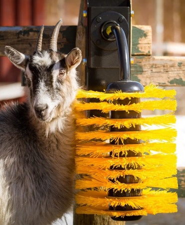 Perie scarpinat animale mecanica, oscilanta, EasySwing Mini [1]