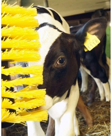 Sanatate si confort vitei - Perie scarpinat animale mecanica, oscilanta, EasySwing Mini