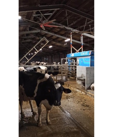 Robot de muls vaci BouMatic Gemini UP cu doua posturi [14]