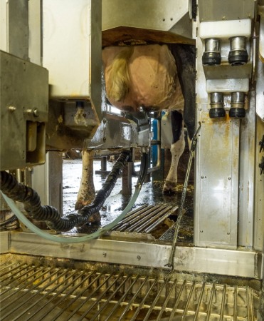 Robot de muls vaci BouMatic Gemini UP cu un post [6]