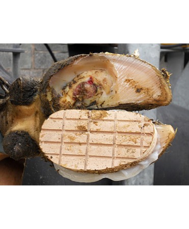 Sabot lemn pentru ongloane, CowDream [2]