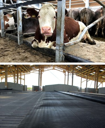 Saltea de odihna pentru vaci pe pat de apa, Bioret AQUASTAR [1]