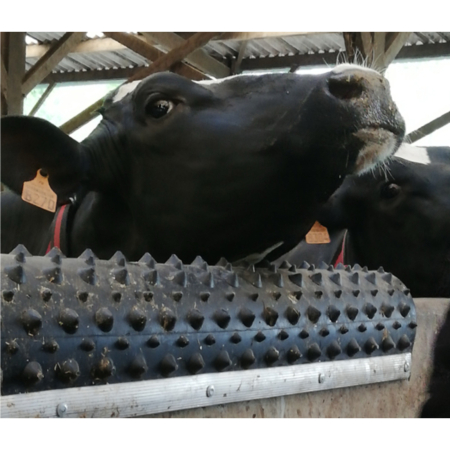 Scarpinatoare pentru vaci din cauciuc natural, Bioret DAIRY SCRATCHY, 1,50m latime [2]