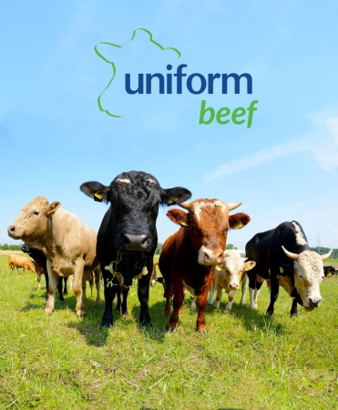 Vaci - Sistem de management ferme vaci carne Uniform Beef