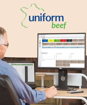Sistem de management ferme vaci carne Uniform Beef [1]