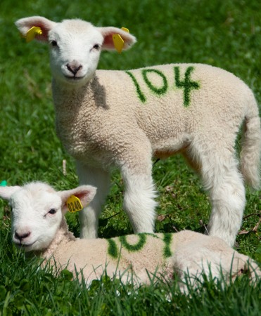 Spray vopsea pe baza de apa, cu uscare rapida, pentru marcarea animalelor, All-Weather Quickshot [3]