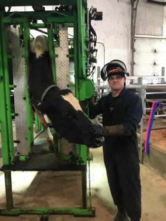 Stand trimaj ongloane vaci, model KVK 800-1, Heavy-Duty, complet automatizat [11]