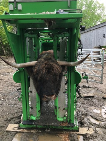 Stand trimaj ongloane vaci, model KVK 800-1, Heavy-Duty, complet automatizat [14]