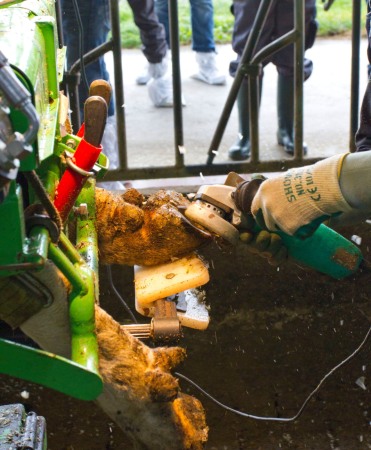 Stand trimaj ongloane vaci, model KVK 800-1, Heavy-Duty, complet automatizat [6]